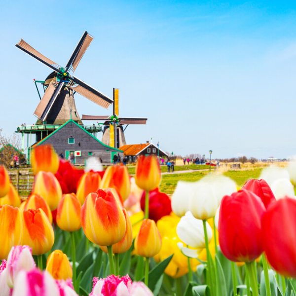Amsterdam-tulipani-i-vjetrenja-a